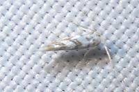 Phyllonorycter geniculella