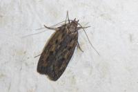 Hofmannophila pseudospretella