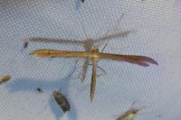 Stenoptilia pterodactyla