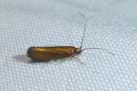 Roeslerstammia erxlebella