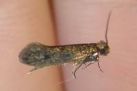 Tinea