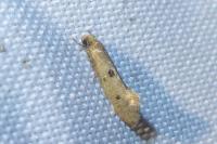 Tinea trinotella
