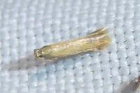 Tischeria