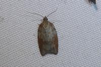 Acleris sparsana