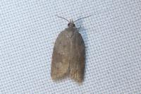 Acleris sparsana