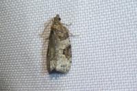 Apotomis semifasciana