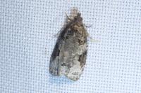 Apotomis semifasciana