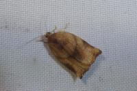 Archips podana