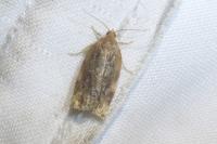 Archips xylosteana