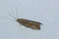 Bactra lancealana