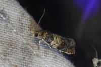 Celypha aurofasciana