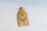 Clepsis consimilana