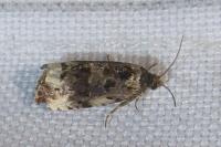 Endothenia marginana