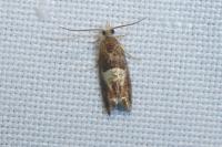 Epinotia tenerana