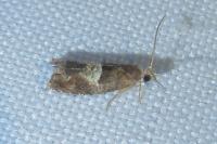 Epinotia tenerana