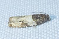 Gypsonoma dealbana