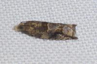 Rhopobota naevana