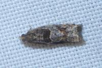 Rhopobota naevana