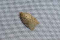 Acleris ferrugana