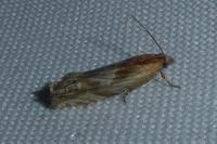 Eucosma gr. cana
