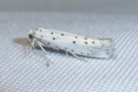 Yponomeuta