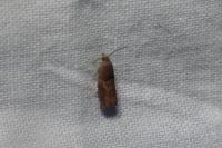 Epinotia tenerana