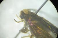 Roeslerstammia erxlebella