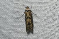 Blastobasis adustella