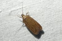 Depressaria