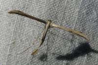 Emmelina monodactyla