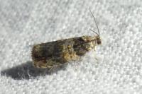 Celypha aurofasciana