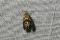 Cochylidia rupicola