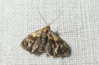 Cochylidia rupicola