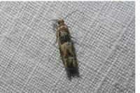 Crocidosema plebejana