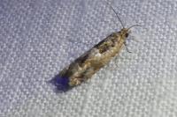 Crocidosema plebejana