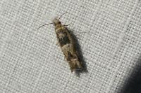Crocidosema plebejana