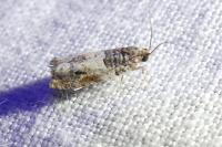 Gypsonoma dealbana