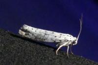 Yponomeuta