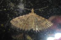 Alucita hexadactyla