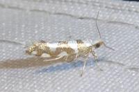 Argyresthia brockeella