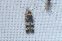 Oegoconia