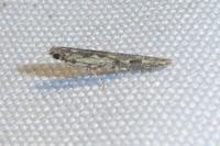 Batrachedra praeangusta