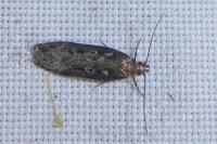 Gelechia sororculella