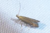 Monochroa cytisella