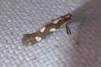 Calybites phasianipennella