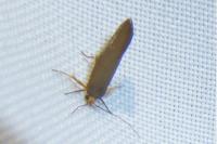 Crassa unitella