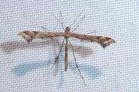 Amblyptilia acanthadactyla