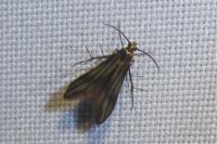 Schreckensteinia festaliella