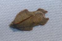 Acleris emargana