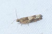 Crocidosema plebejana